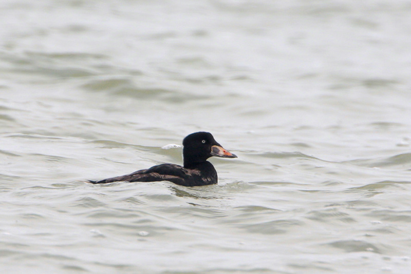 Surf Scoter