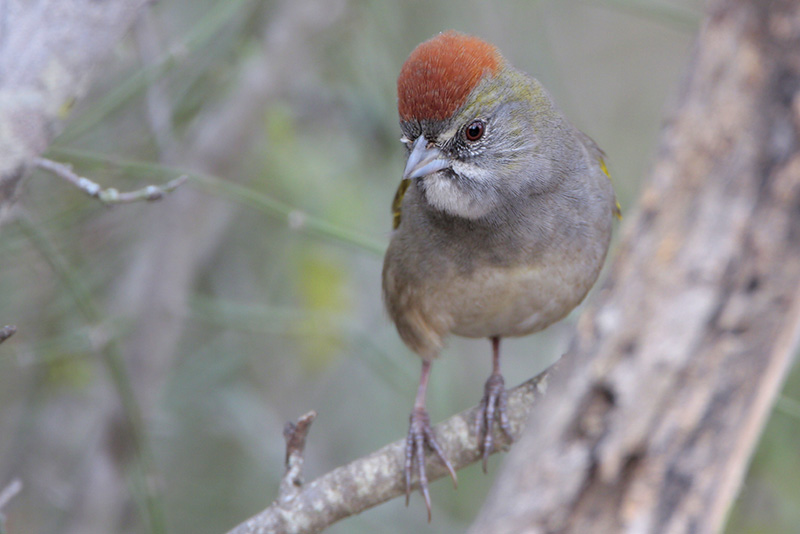 Green-tailed Towhee