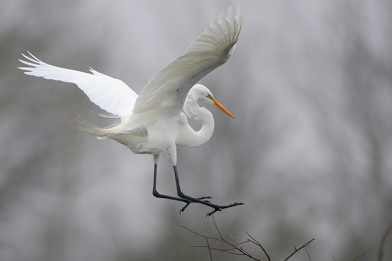 Great Egret