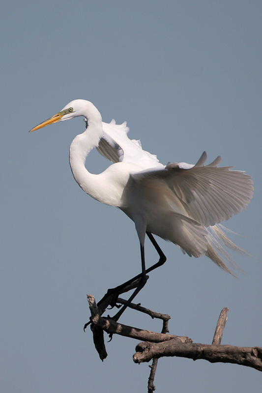 Great Egret