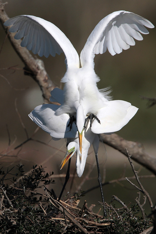 Great Egret