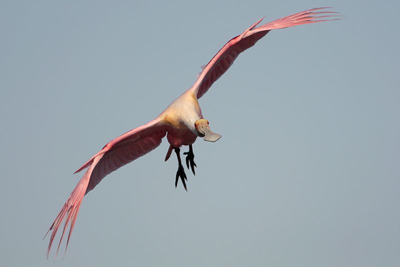 Roseate Spoonbill