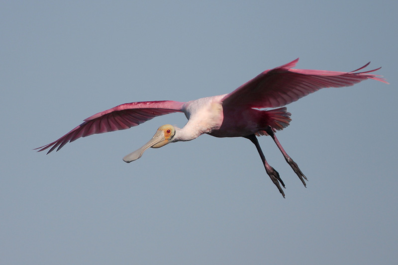 Roseate Spoonbill