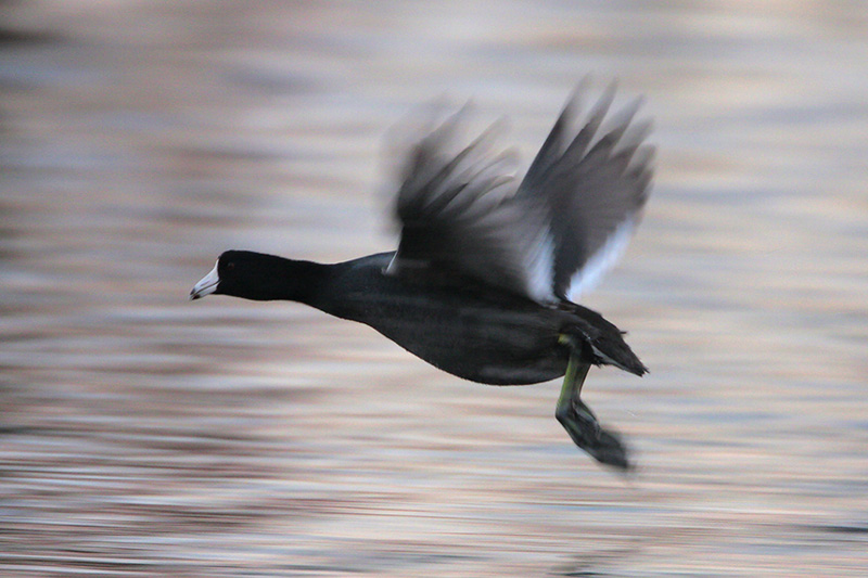 American Coot