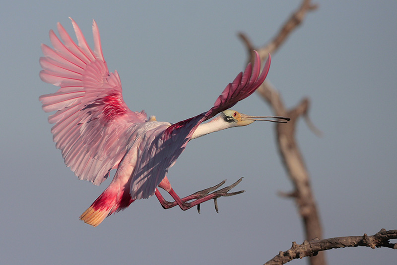 Roseate Spoonbill