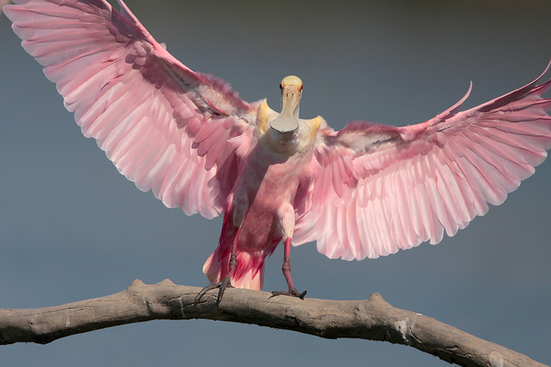 Roseate Spoonbill