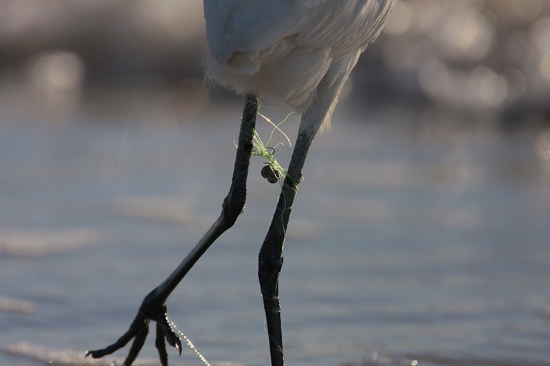 Reddish Egret