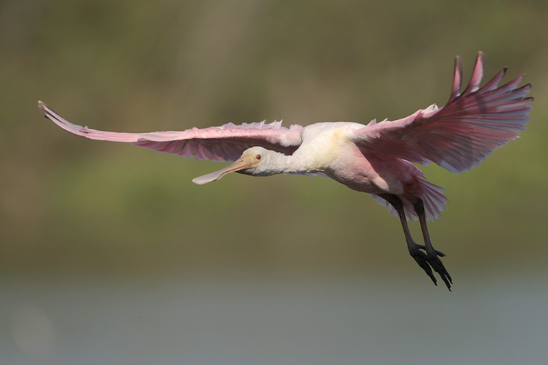 Roseate Spoonbill