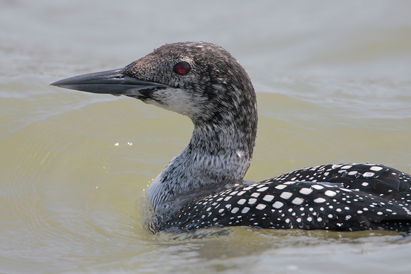 Common Loon