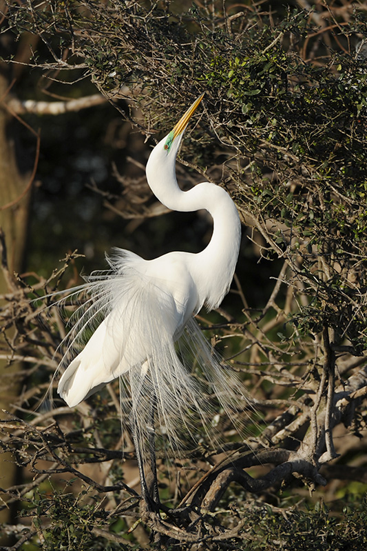 Great Egret
