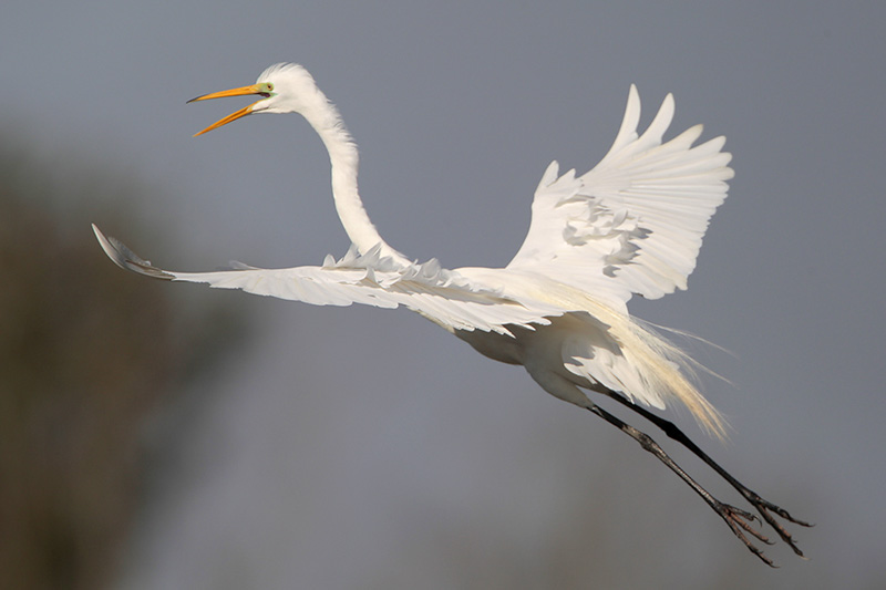 Great Egret
