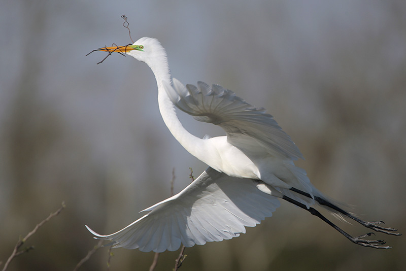 Great Egret