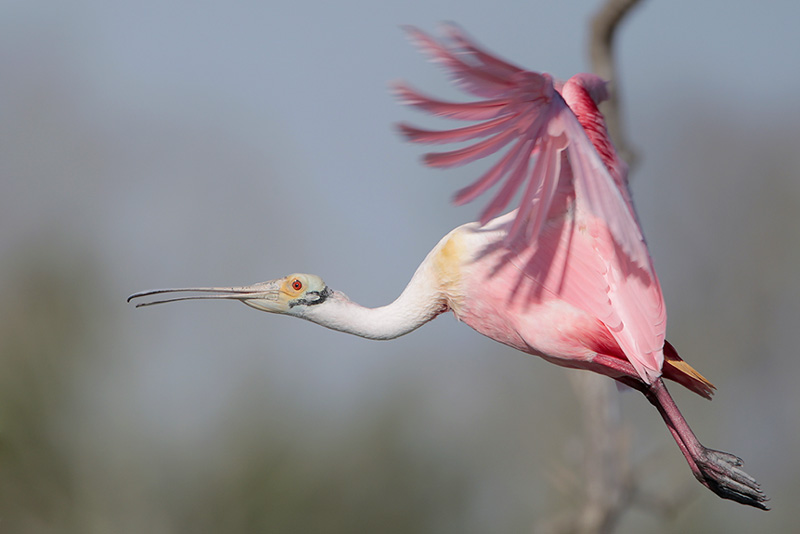 Roseate Spoonbill