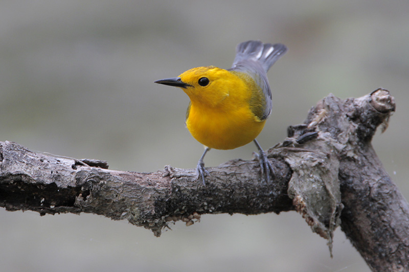 Prothonotary Warbler