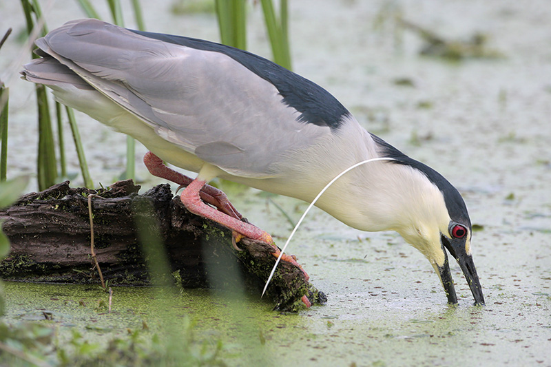 Black-crowned Night-Heron