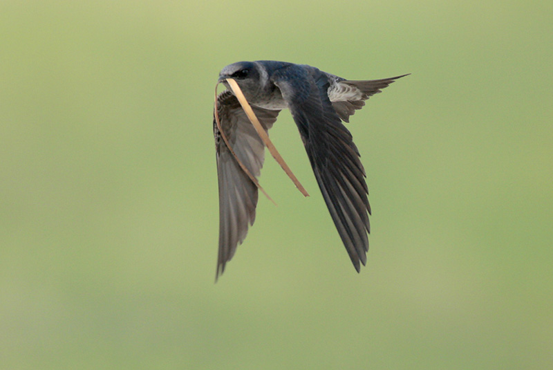Purple Martin