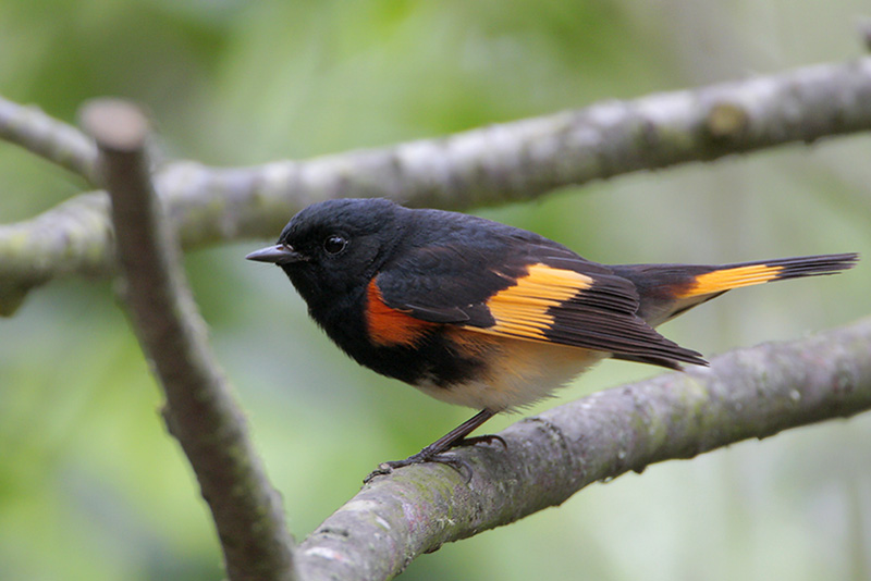 American Redstart