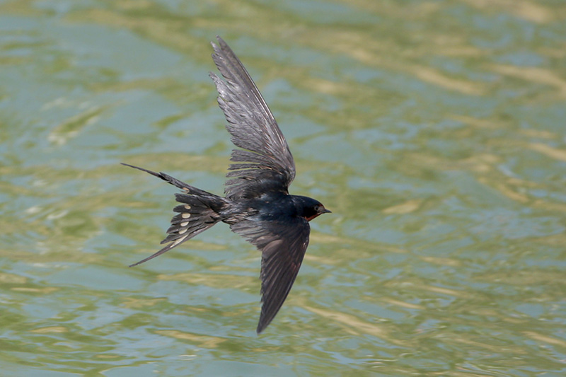 Barn Swallow