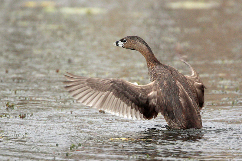 Pied-billed Grebe