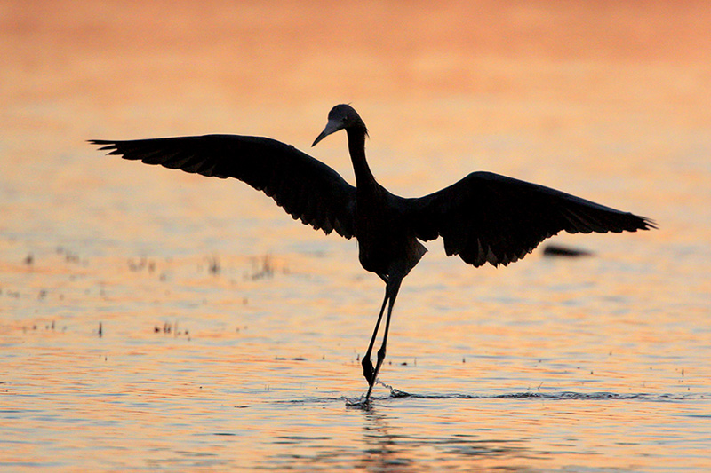 Reddish Egret