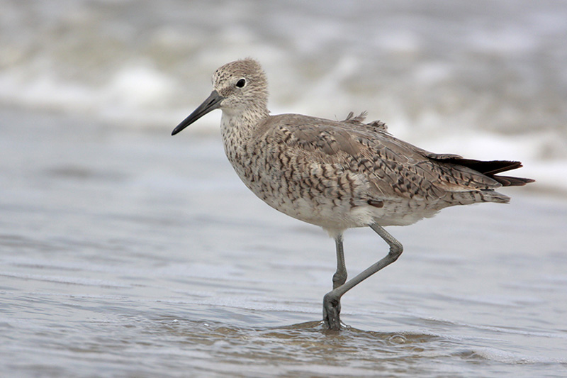 Willet