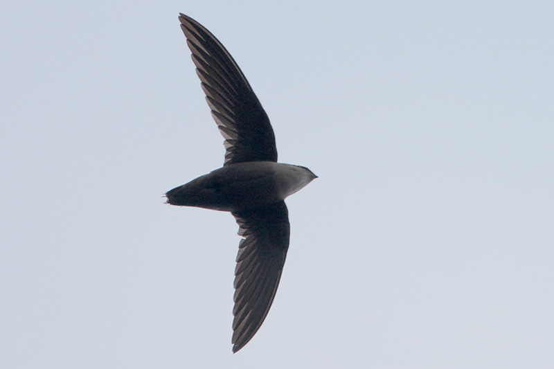 Chimney Swift