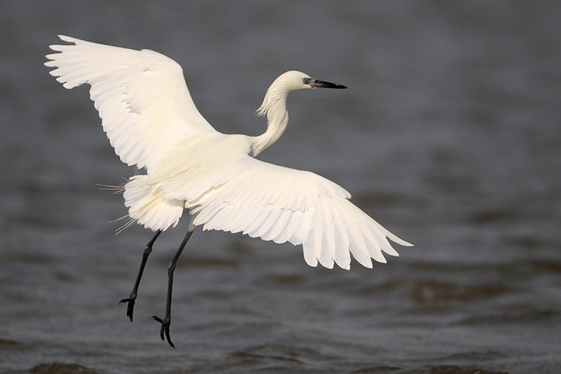 Reddish Egret