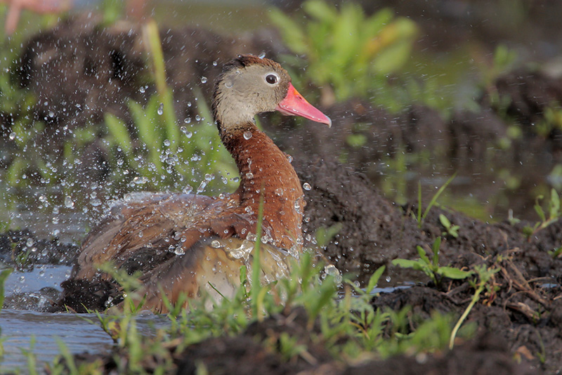 Black-bellied Whistling-Duck