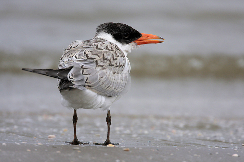 Caspian Tern