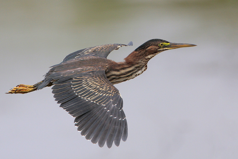 Green Heron