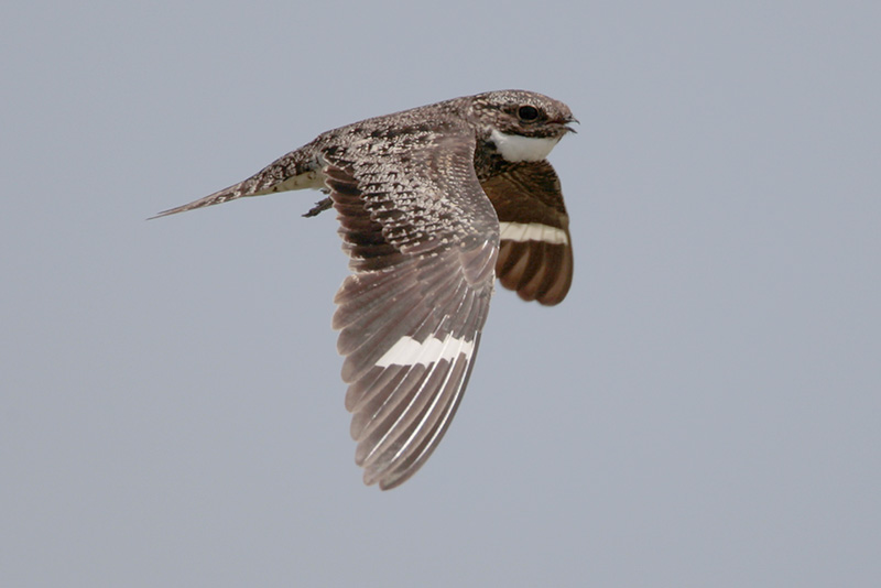 Common Nighthawk