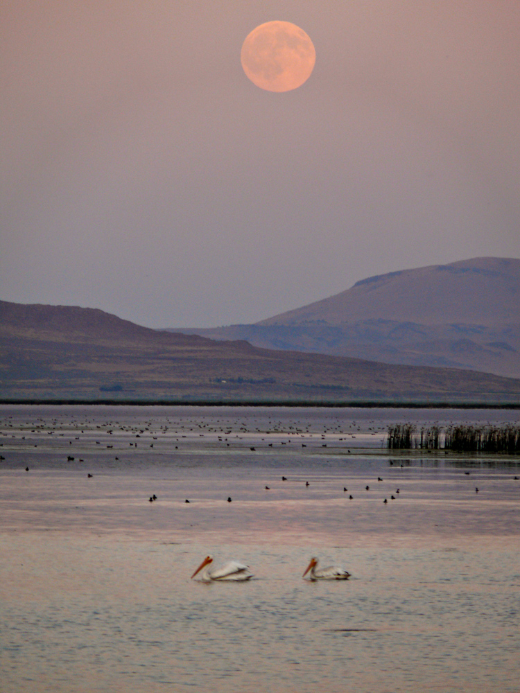 Sanctuary, Tule Lake National Wildlife Refuge, Tule Lake, California, 2008
