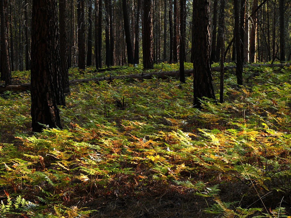 Deschutes National Forest, Oregon, 2008