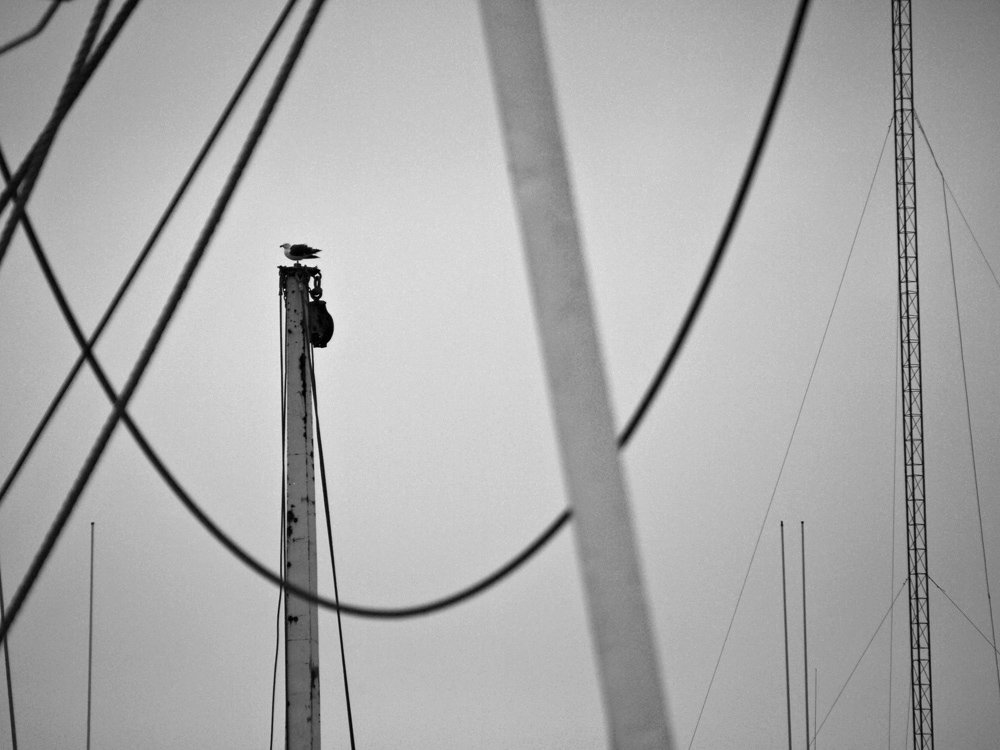 Techno-gull, Gloucester, Massachusetts, 2009