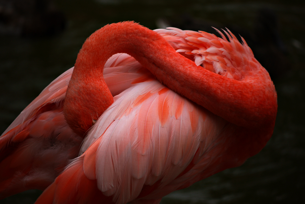 Flamingo, San Diego Zoo, San Diego, California, 2010