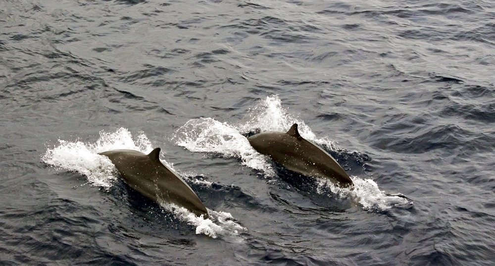 Dolphin pair, off Dominica, French West Indies, 2010