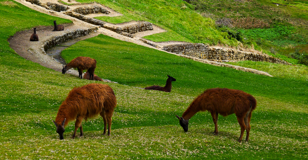 Canari ruins, Ingapirca, Ecuador, 2011