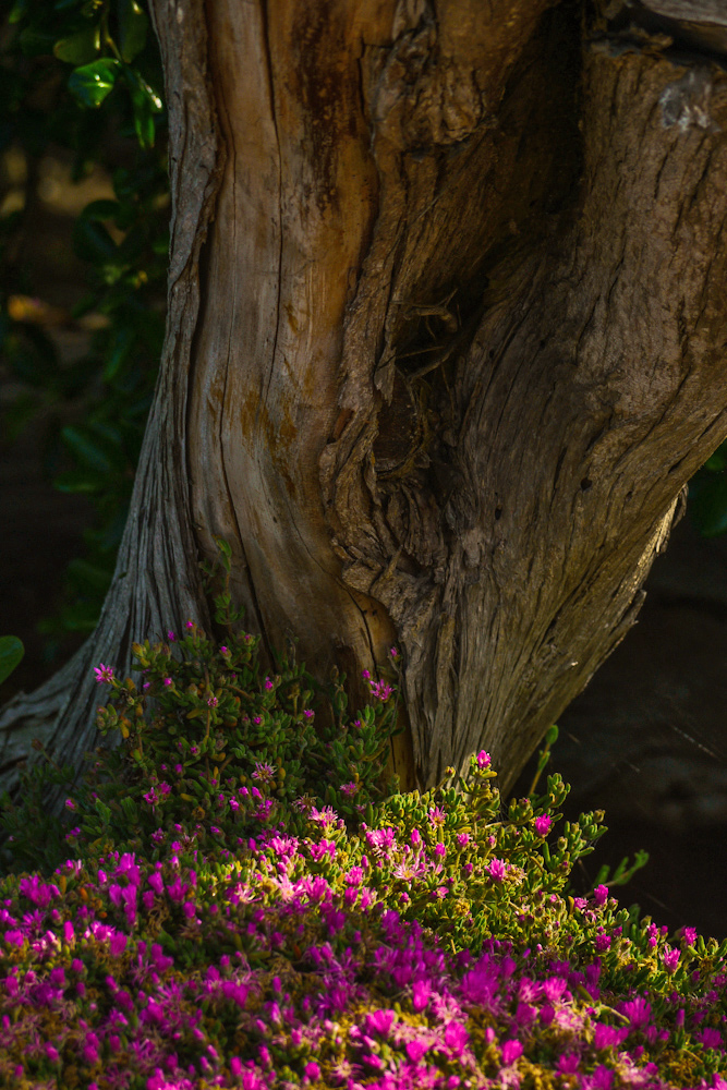 Glowing garden, Carmel, California, 2012