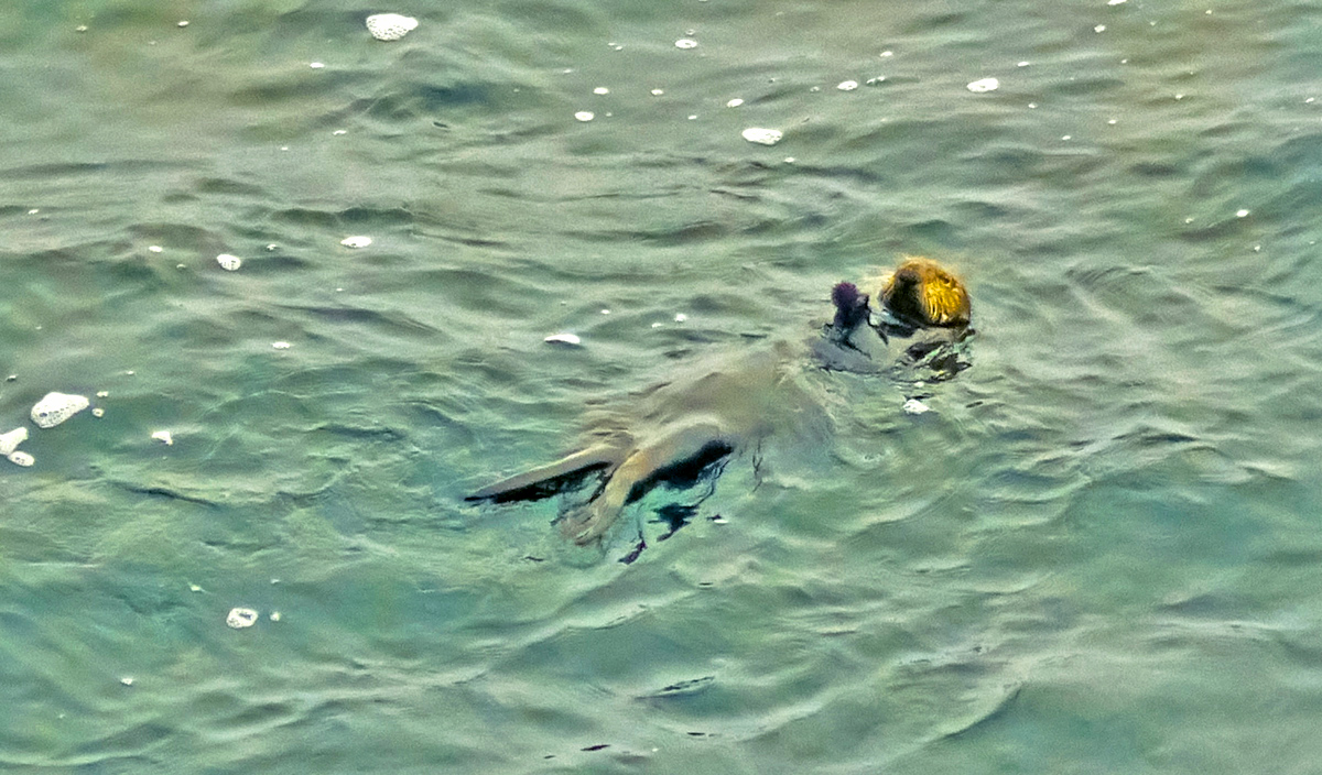 Sea Otter, Point Lobos Natural Reserve, Carmel, California, 2012