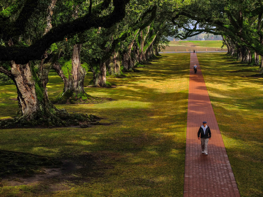 The Alley of Oaks, Oak Alley Plantation, Vacherie, Louisiana, 2012