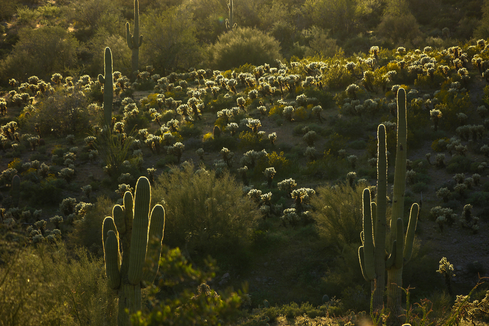 Cactus in backlight, Gold Canyon, Arizona, 2013