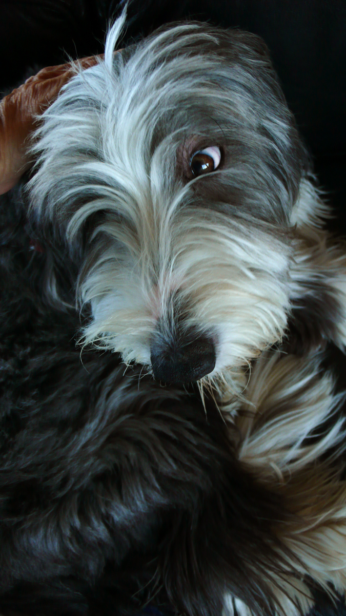 Bearded Collie, Denver, Colorado, 2007