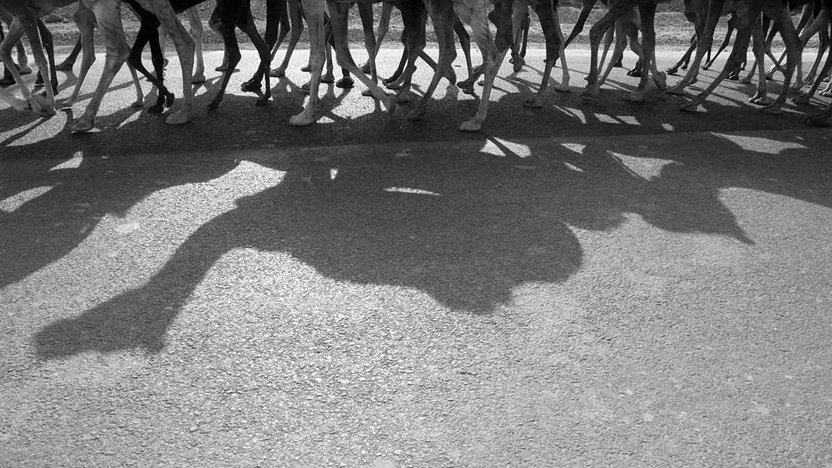 Camel herd, Sawai Madhopur, India, 2008