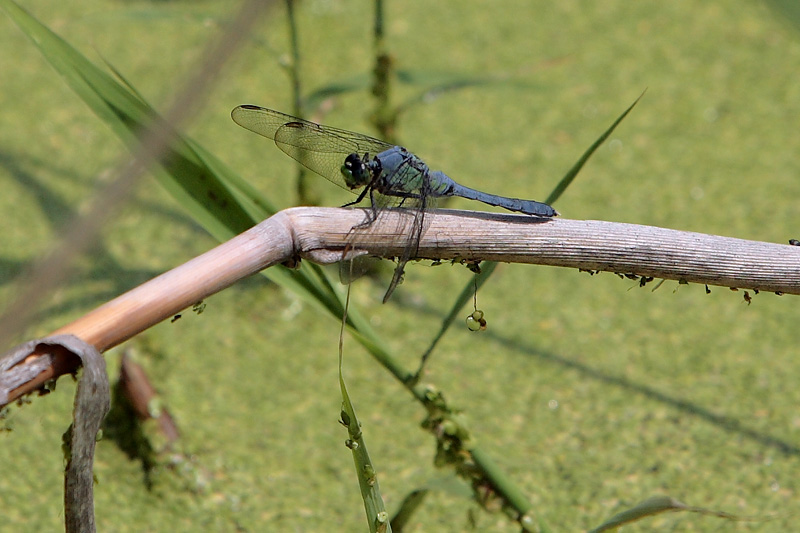 The Dragonfly