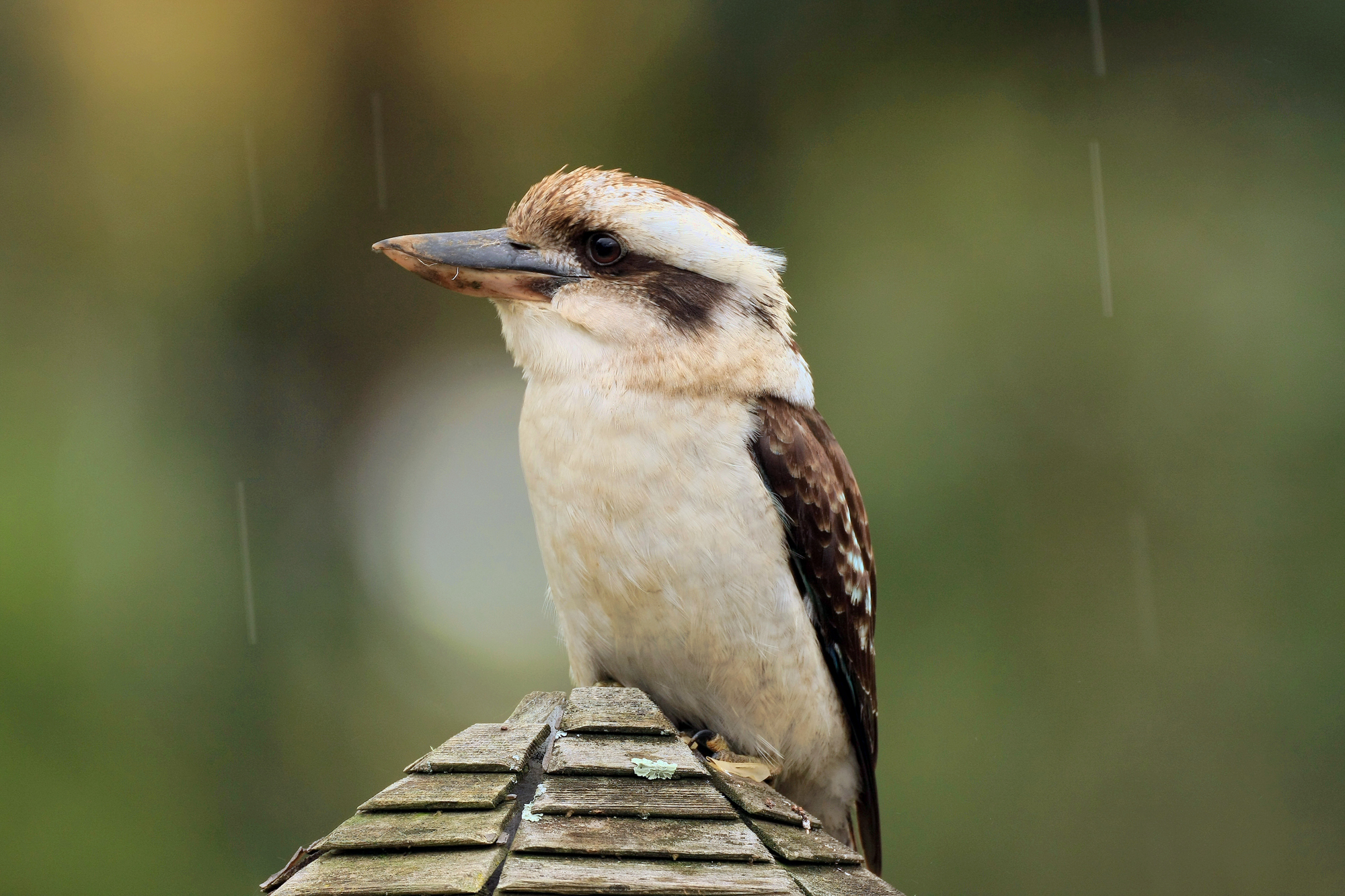 Kookaburra Kurrajong