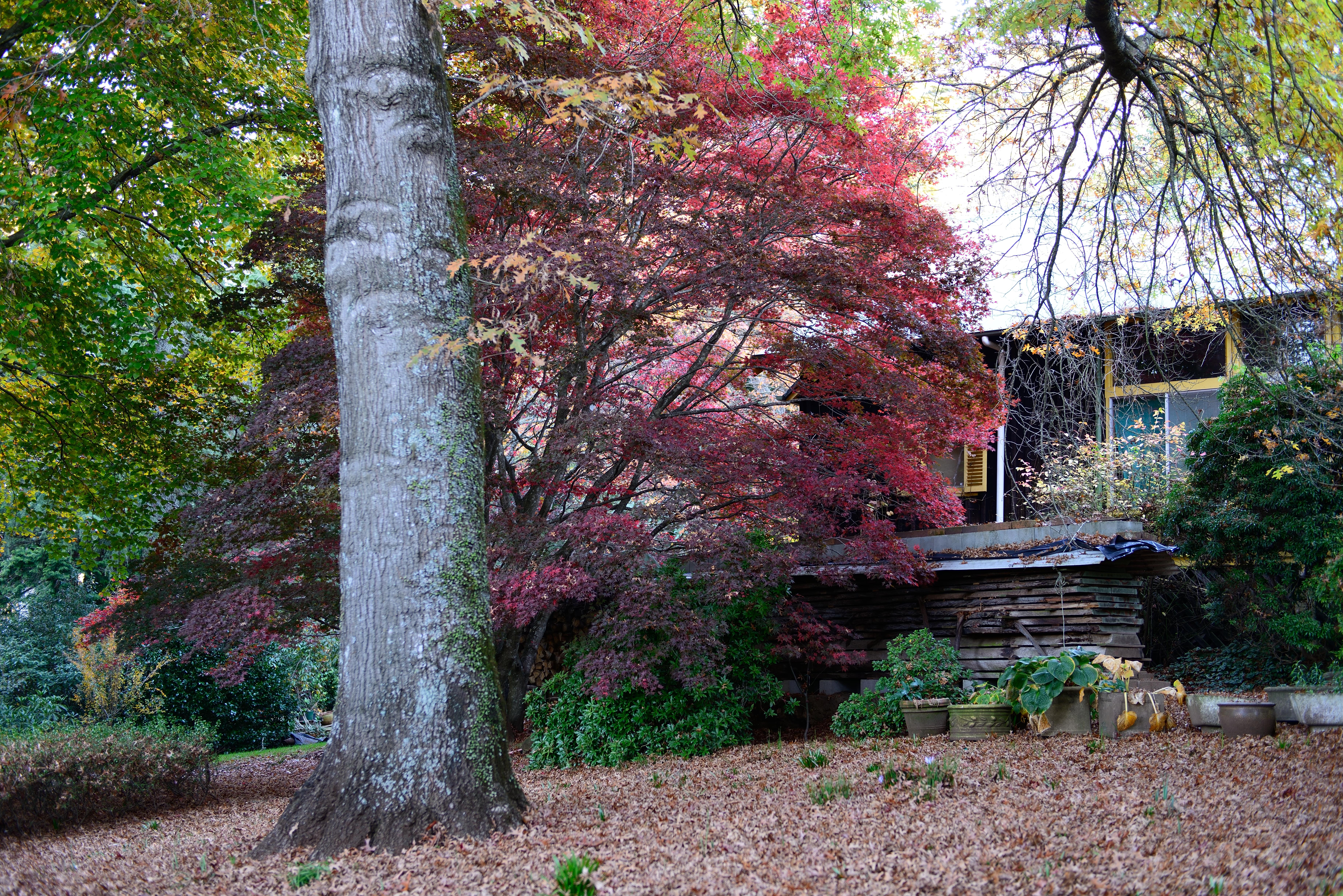 Mt Wilson house and tree