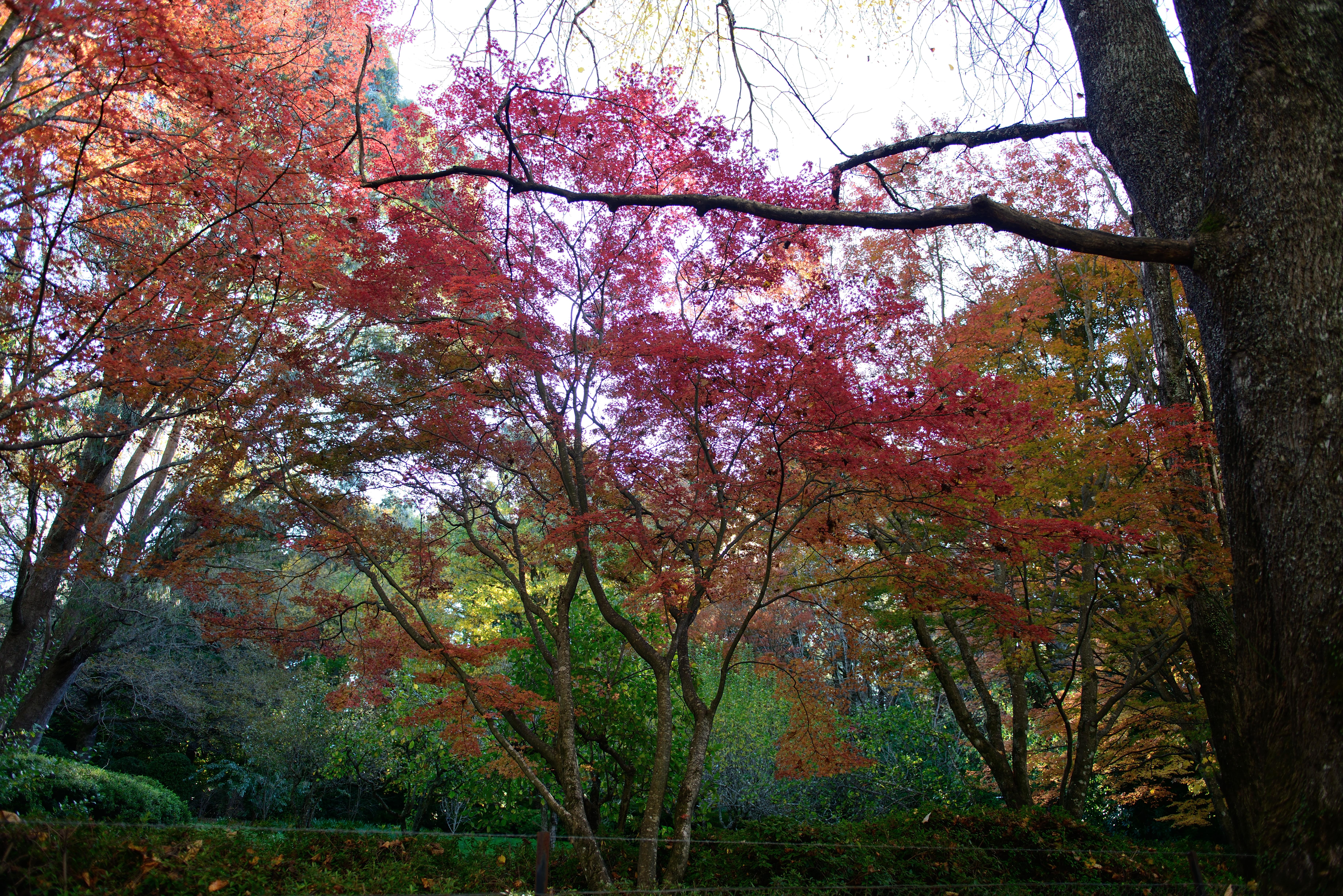 Mt Wilson red tree foliage