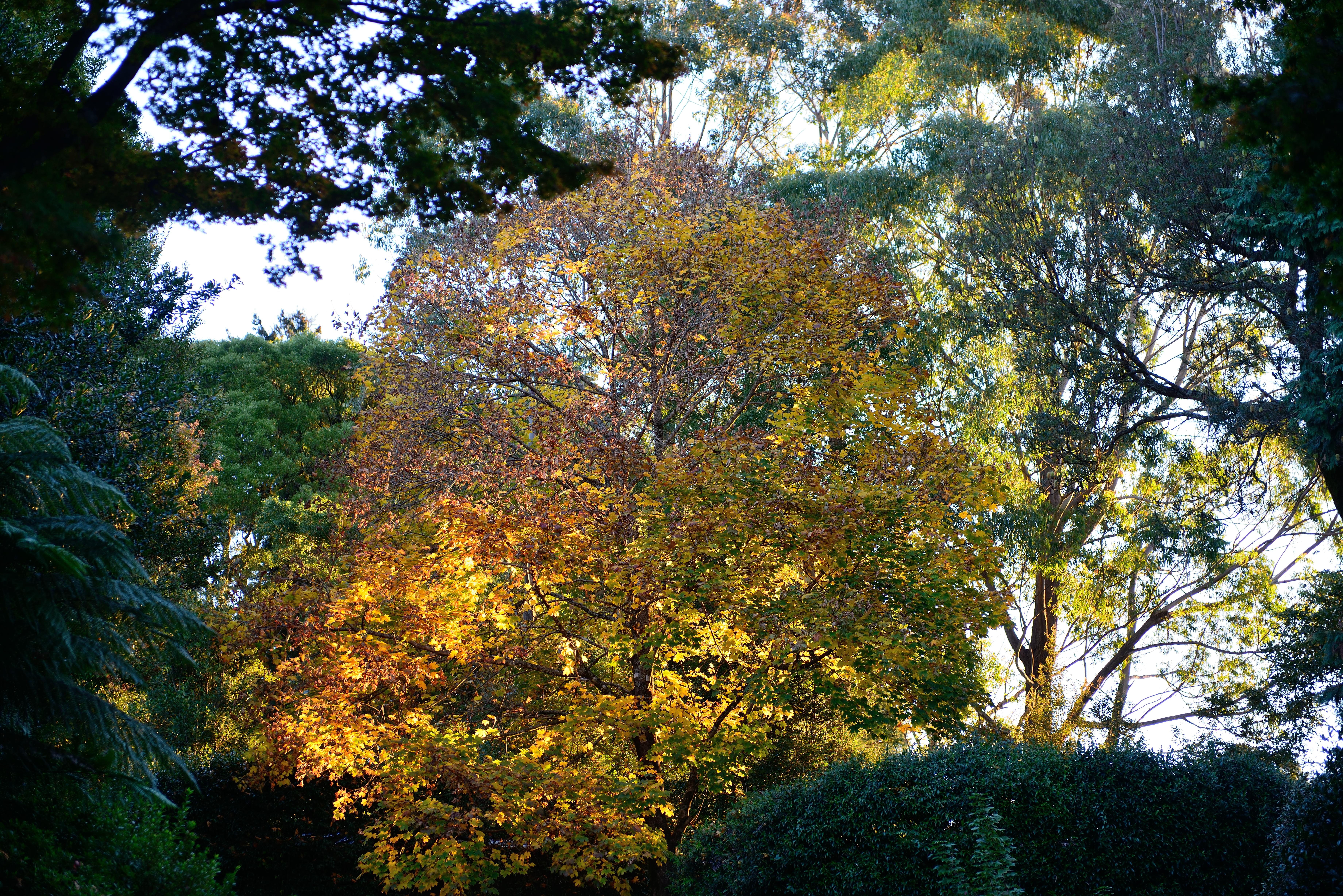 Mt Wilson yellow autumn tree