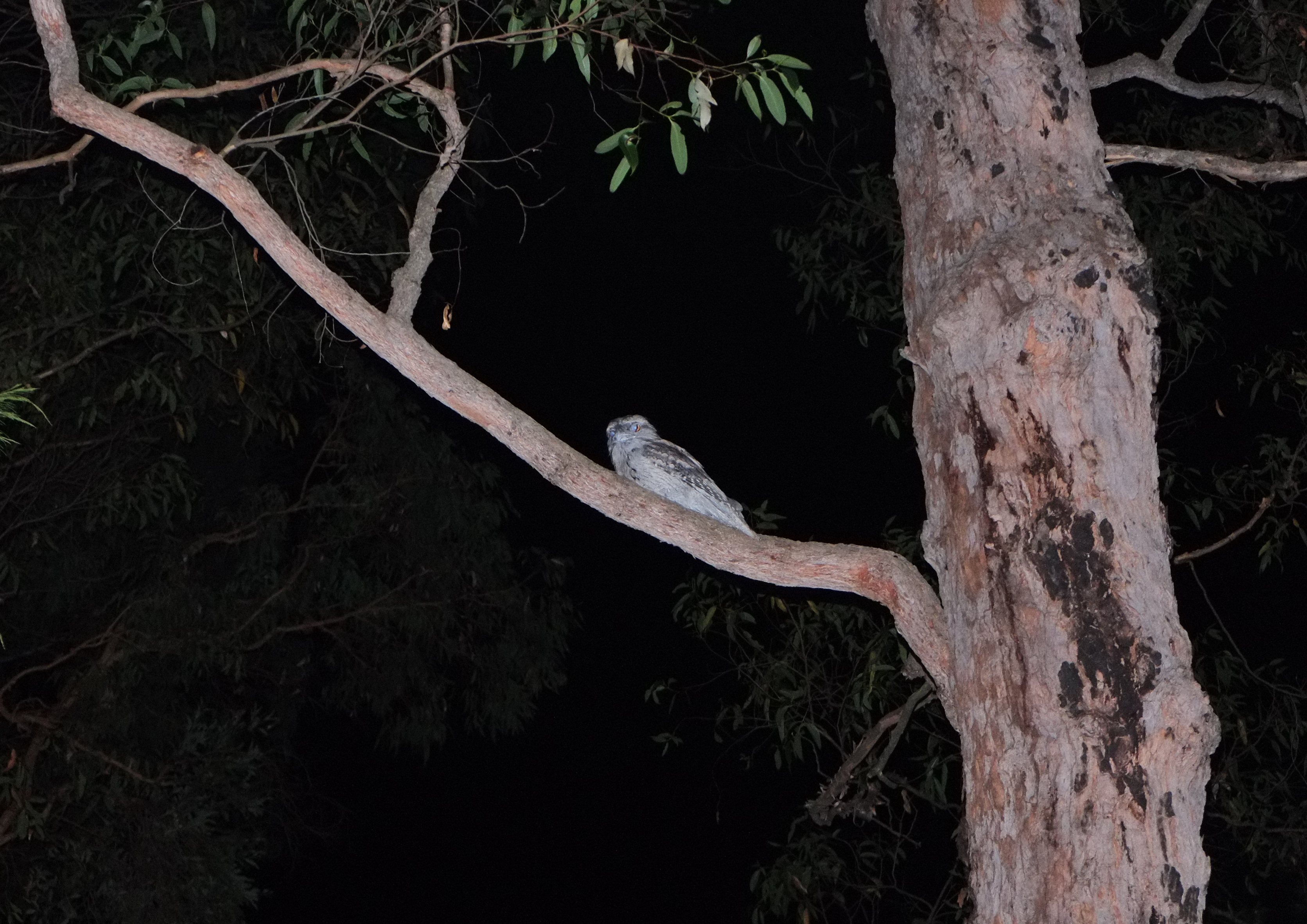 Owl at Kurrajong.jpg