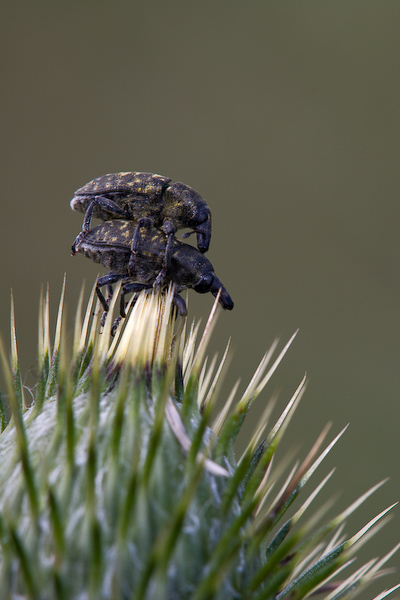 Mating Snout Beetles (on a thistle)